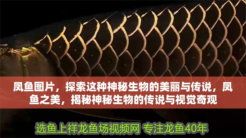 鳳魚圖片，探索這種神秘生物的美麗與傳說，鳳魚之美，揭秘神秘生物的傳說與視覺奇觀
