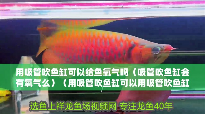 用吸管吹魚缸可以給魚氧氣嗎（吸管吹魚缸會有氧氣么）（用吸管吹魚缸可以用吸管吹魚缸可以給魚氧氣嗎，可以給魚氧氣嗎）