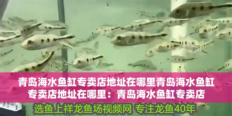 青島海水魚缸專賣店地址在哪里青島海水魚缸專賣店地址在哪里：青島海水魚缸專賣店