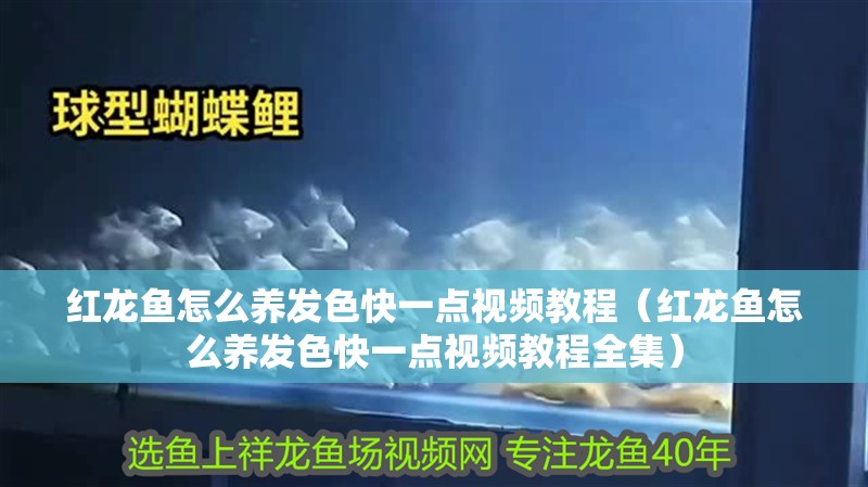 紅龍魚怎么養(yǎng)發(fā)色快一點視頻教程（紅龍魚怎么養(yǎng)發(fā)色快一點視頻教程全集）