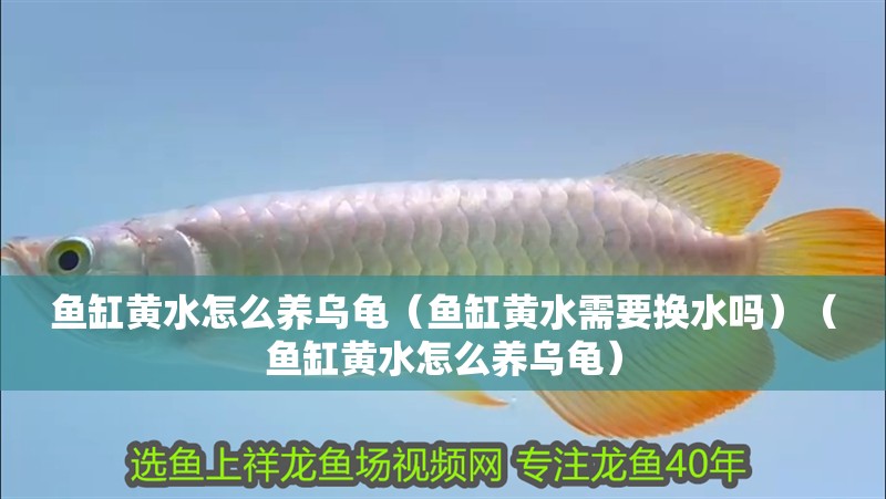 魚缸黃水怎么養烏龜（魚缸黃水需要換水嗎）（魚缸黃水怎么養烏龜）
