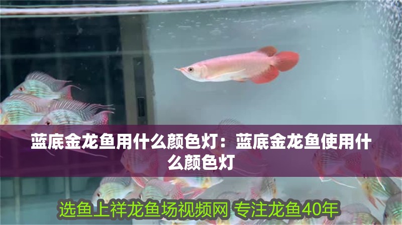 藍底金龍魚用什么顏色燈：藍底金龍魚使用什么顏色燈