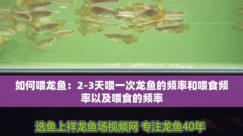 如何喂龍魚：2-3天喂一次龍魚的頻率和喂食頻率以及喂食的頻率