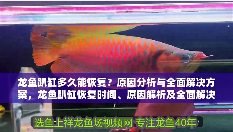 龍魚趴缸多久能恢復？原因分析與全面解決方案，龍魚趴缸恢復時間、原因解析及全面解決指南