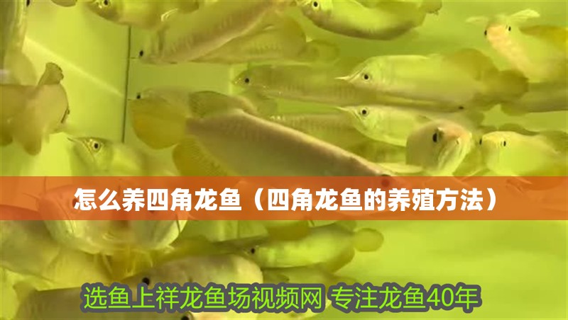 怎么養(yǎng)四角龍魚（四角龍魚的養(yǎng)殖方法）