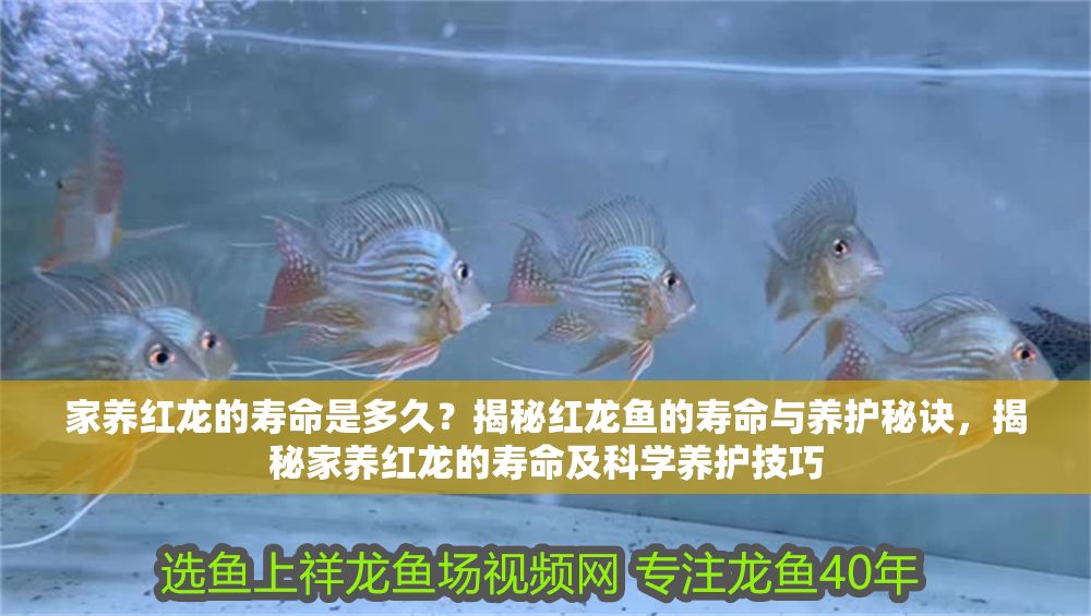 家養(yǎng)紅龍的壽命是多久？揭秘紅龍魚的壽命與養(yǎng)護(hù)秘訣，揭秘家養(yǎng)紅龍的壽命及科學(xué)養(yǎng)護(hù)技巧