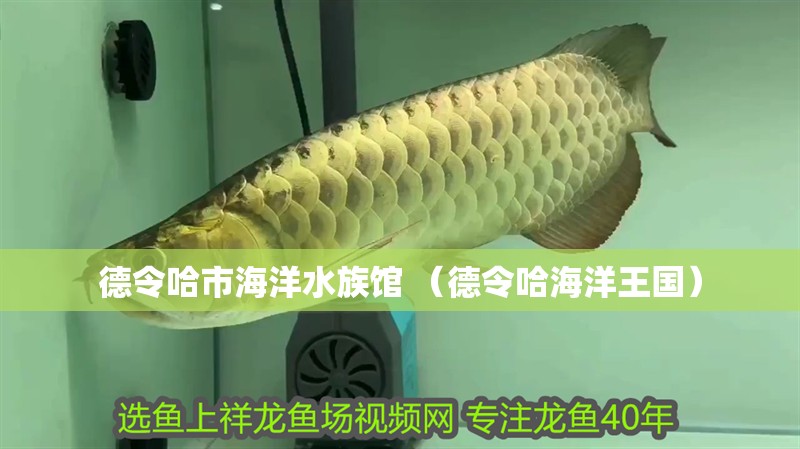 德令哈市海洋水族館 （德令哈海洋王國）