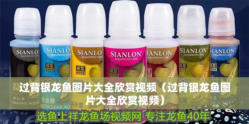 過背銀龍魚圖片大全欣賞視頻（過背銀龍魚圖片大全欣賞視頻）