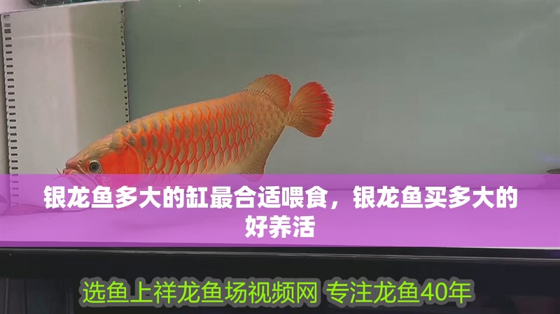銀龍魚多大的缸最合適喂食，銀龍魚買多大的好養活