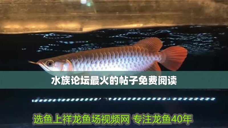 水族論壇最火的帖子免費(fèi)閱讀