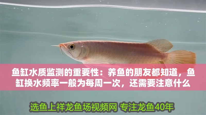 魚缸水質監測的重要性：養魚的朋友都知道，魚缸換水頻率一般為每周一次，還需要注意什么