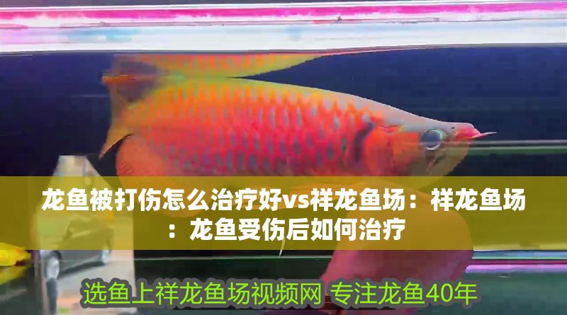龍魚被打傷怎么治療好vs祥龍魚場：祥龍魚場：龍魚受傷后如何治療