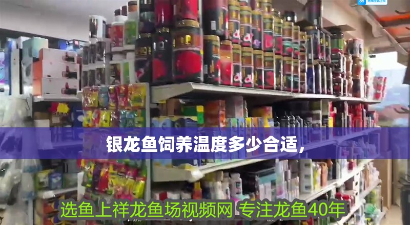 銀龍魚飼養(yǎng)溫度多少合適，