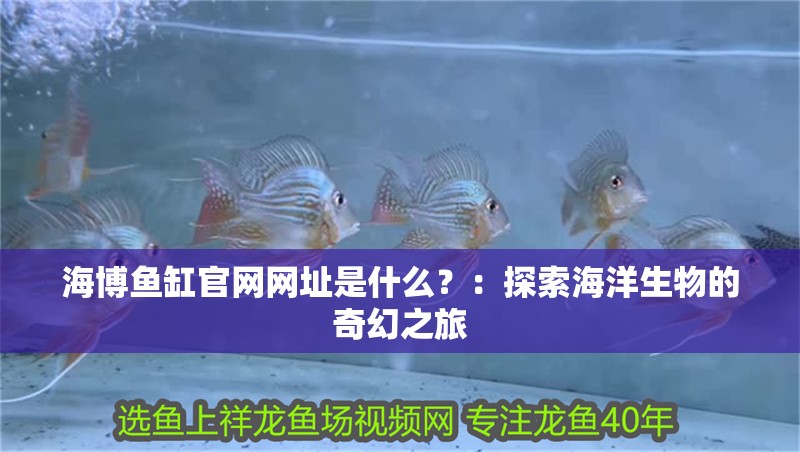 海博魚缸官網網址是什么？：探索海洋生物的奇幻之旅