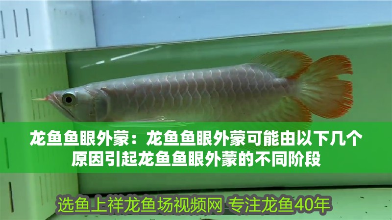 龍魚魚眼外蒙：龍魚魚眼外蒙可能由以下幾個原因引起龍魚魚眼外蒙的不同階段 龍魚魚眼外蒙：龍魚魚眼外蒙可能由以下幾個原因引起龍魚魚眼外蒙的不同階段 龍魚百科