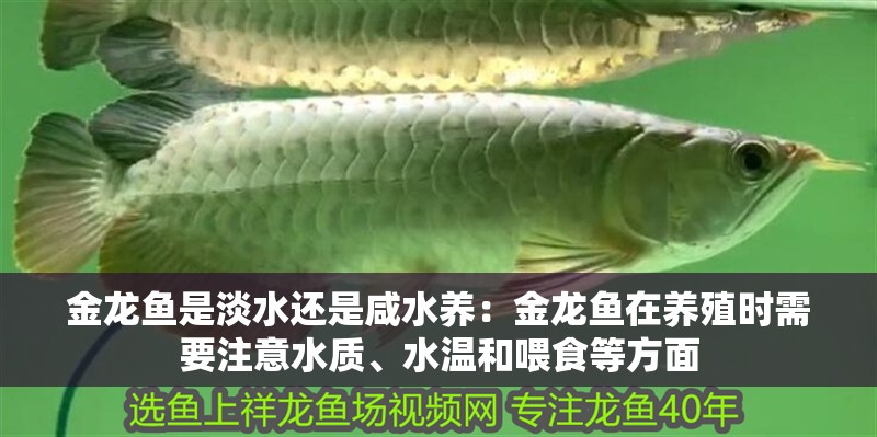 金龍魚是淡水還是咸水養(yǎng)：金龍魚在養(yǎng)殖時需要注意水質(zhì)、水溫和喂食等方面