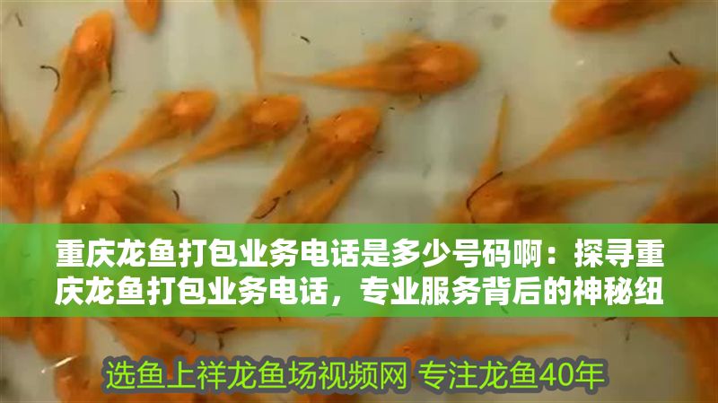 重慶龍魚打包業(yè)務(wù)電話是多少號碼啊：探尋重慶龍魚打包業(yè)務(wù)電話，專業(yè)服務(wù)背后的神秘紐帶