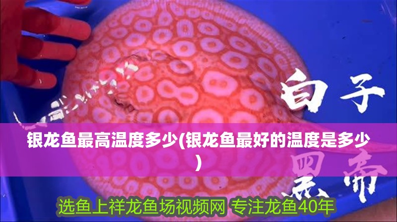 銀龍魚最高溫度多少(銀龍魚最好的溫度是多少)