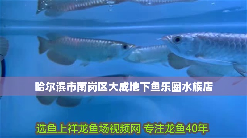 哈爾濱市南崗區(qū)大成地下魚樂圈水族店