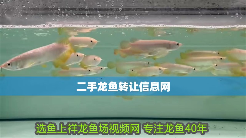 二手龍魚轉讓信息網