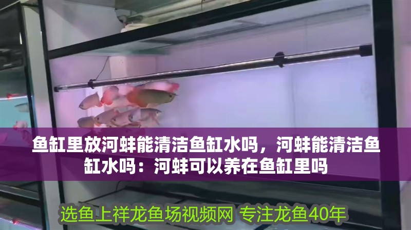 魚缸里放河蚌能清潔魚缸水嗎，河蚌能清潔魚缸水嗎：河蚌可以養(yǎng)在魚缸里嗎