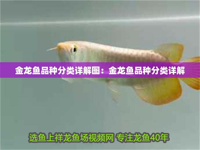 金龍魚品種分類詳解圖：金龍魚品種分類詳解