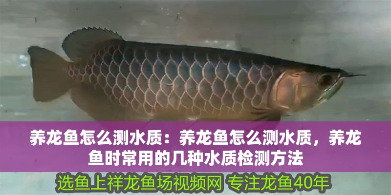 養龍魚怎么測水質：養龍魚怎么測水質，養龍魚時常用的幾種水質檢測方法