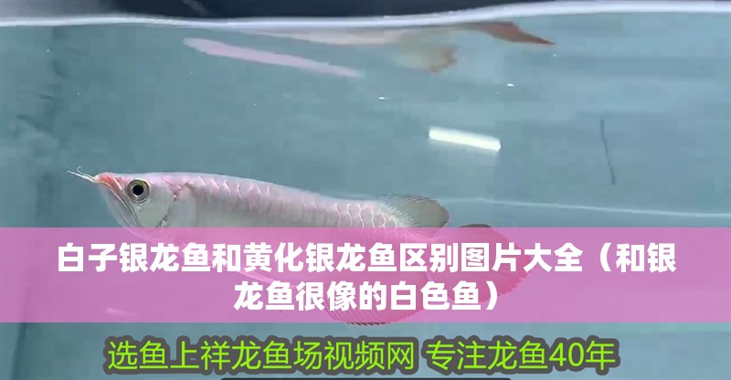 白子銀龍魚和黃化銀龍魚區別圖片大全（和銀龍魚很像的白色魚）