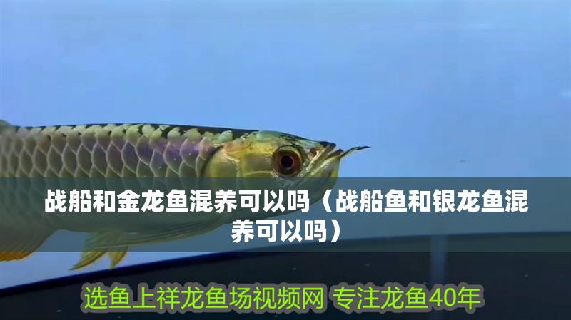 戰船和金龍魚混養可以嗎（戰船魚和銀龍魚混養可以嗎）