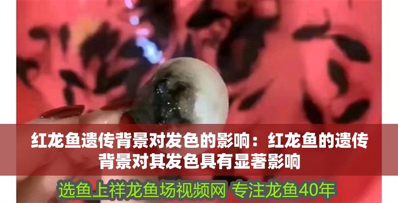 紅龍魚(yú)遺傳背景對(duì)發(fā)色的影響：紅龍魚(yú)的遺傳背景對(duì)其發(fā)色具有顯著影響