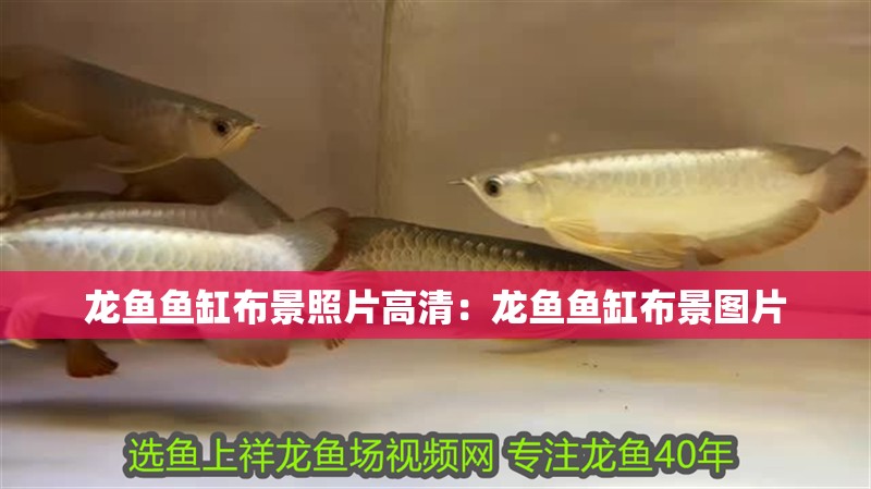 龍魚魚缸布景照片高清：龍魚魚缸布景圖片