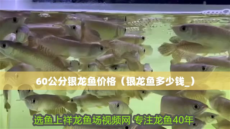 60公分銀龍魚價格（銀龍魚多少錢_） 60公分銀龍魚價格（銀龍魚多少錢_） 銀龍魚百科