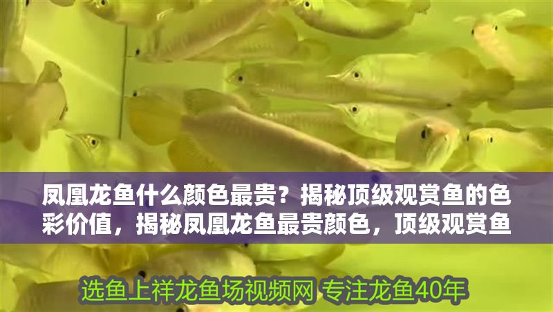 鳳凰龍魚什么顏色最貴？揭秘頂級觀賞魚的色彩價值，揭秘鳳凰龍魚最貴顏色，頂級觀賞魚的色彩價值解析