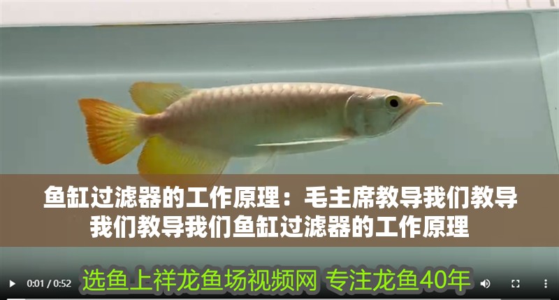 魚缸過濾器的工作原理：毛主席教導(dǎo)我們教導(dǎo)我們教導(dǎo)我們魚缸過濾器的工作原理