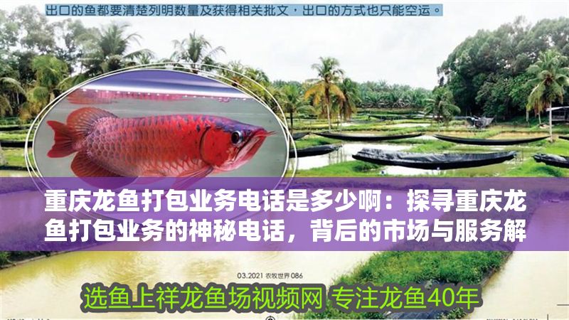 重慶龍魚打包業務電話是多少啊：探尋重慶龍魚打包業務的神秘電話，背后的市場與服務解析
