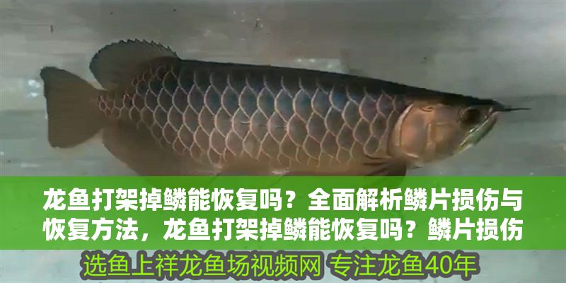 龍魚(yú)打架掉鱗能恢復(fù)嗎?全面解析鱗片損傷與恢復(fù)方法,龍魚(yú)打架掉鱗能恢復(fù)嗎?鱗片損傷修復(fù)全指南 龍魚(yú)常見(jiàn)疾病 第1張 龍魚(yú)打架掉鱗能恢復(fù)嗎?全面解析鱗片損傷與恢復(fù)方法,龍魚(yú)打架掉鱗能恢復(fù)嗎?鱗片損傷修復(fù)全指南 龍魚(yú)打架掉鱗能恢復(fù)嗎?全面解析鱗片損傷與恢復(fù)方法,龍魚(yú)打架掉鱗能恢復(fù)嗎?鱗片損傷修復(fù)全指南 龍魚(yú)常見(jiàn)疾病 第1張
