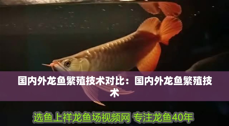 國(guó)內(nèi)外龍魚繁殖技術(shù)對(duì)比：國(guó)內(nèi)外龍魚繁殖技術(shù)