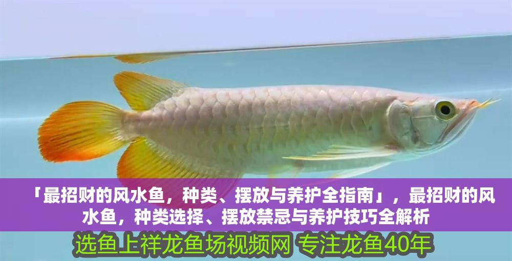 「最招財?shù)娘L水魚，種類、擺放與養(yǎng)護全指南」，最招財?shù)娘L水魚，種類選擇、擺放禁忌與養(yǎng)護技巧全解析