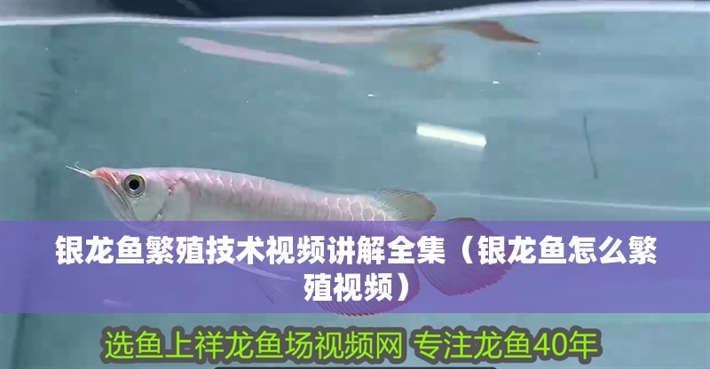 銀龍魚繁殖技術(shù)視頻講解全集（銀龍魚怎么繁殖視頻）