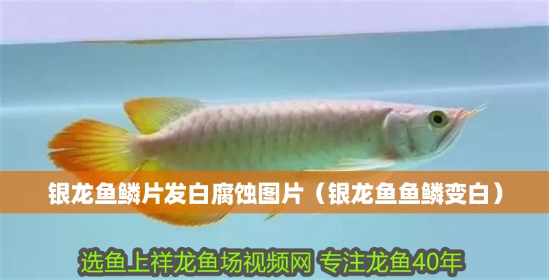 銀龍魚鱗片發白腐蝕圖片（銀龍魚魚鱗變白）