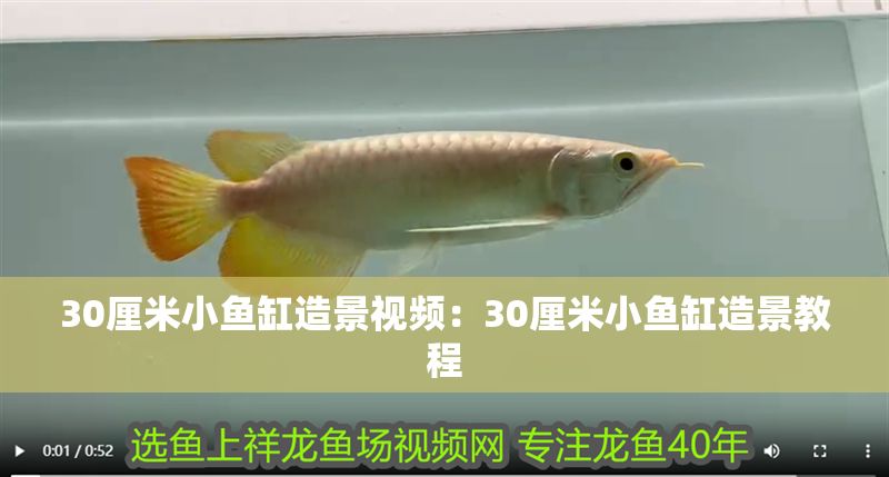 30厘米小魚缸造景視頻：30厘米小魚缸造景教程