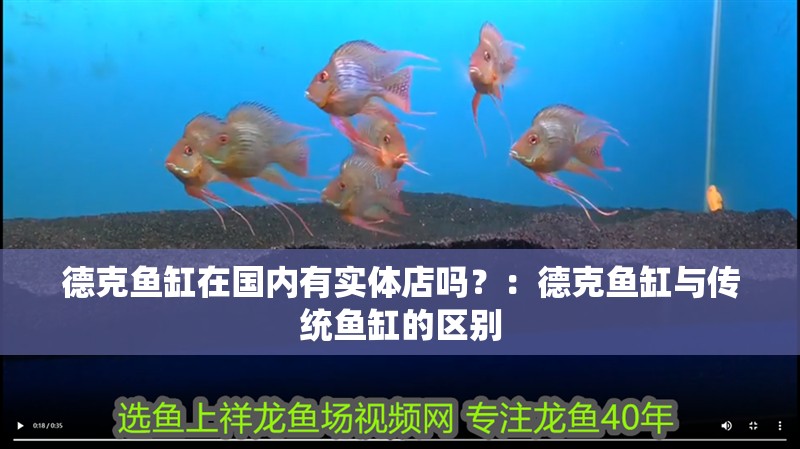德克魚缸在國內有實體店嗎？：德克魚缸與傳統魚缸的區別