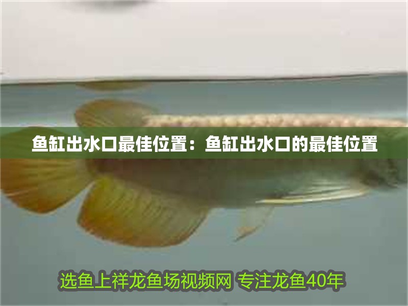 魚缸出水口最佳位置：魚缸出水口的最佳位置
