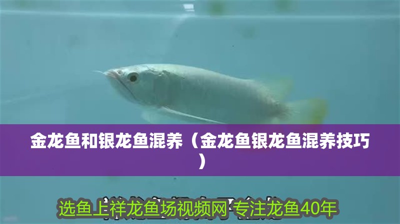 金龍魚和銀龍魚混養（金龍魚銀龍魚混養技巧）