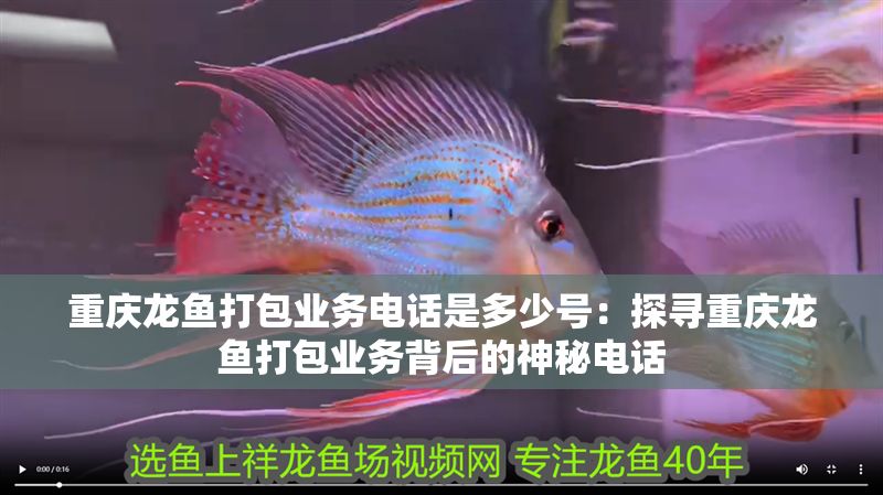 重慶龍魚打包業務電話是多少號：探尋重慶龍魚打包業務背后的神秘電話