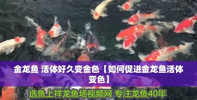 金龍魚 活體好久變金色【如何促進(jìn)金龍魚活體變色】