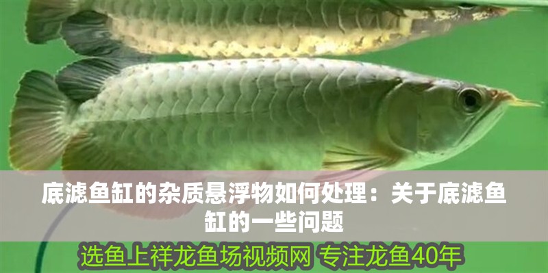 底濾魚缸的雜質懸浮物如何處理：關于底濾魚缸的一些問題
