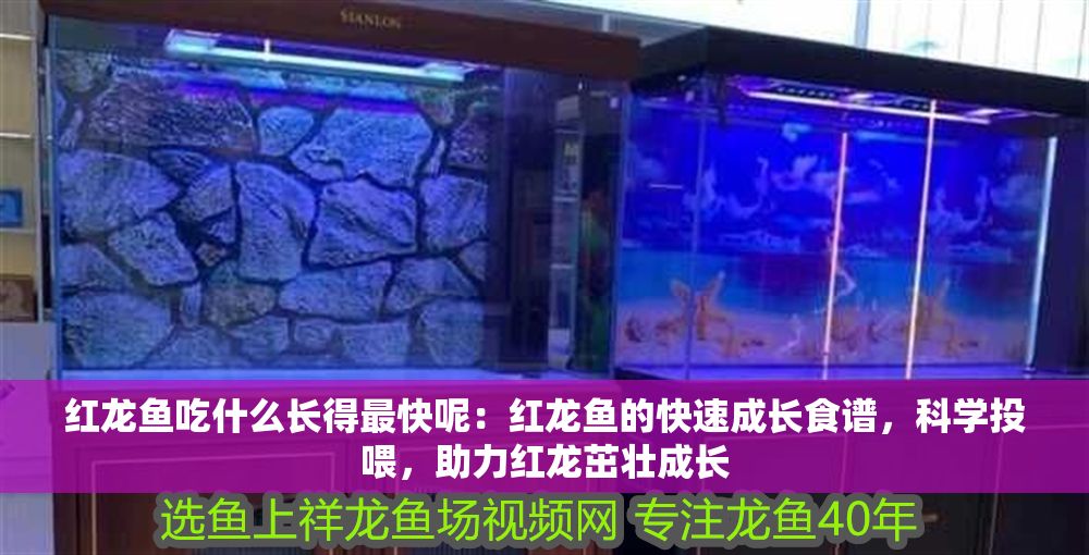 詳細閱讀:紅龍魚吃什么長得最快呢:紅龍魚的快速成長食譜,科學投喂,助力紅龍茁壯成長 紅龍魚吃什么長得最快呢:紅龍魚的快速成長食譜,科學投喂,助力紅龍茁壯成長