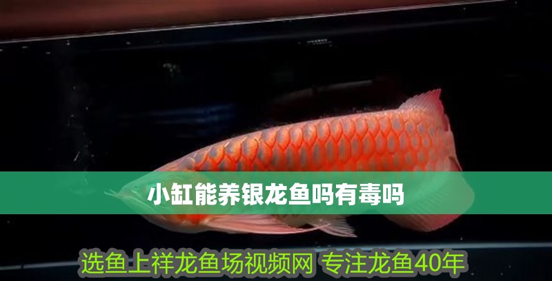 小缸能養銀龍魚嗎有毒嗎