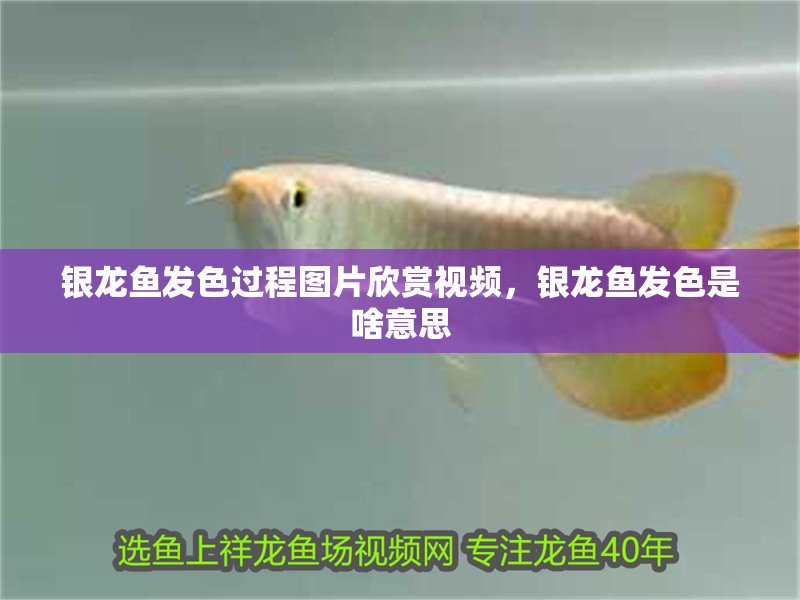 銀龍魚發色過程圖片欣賞視頻，銀龍魚發色是啥意思